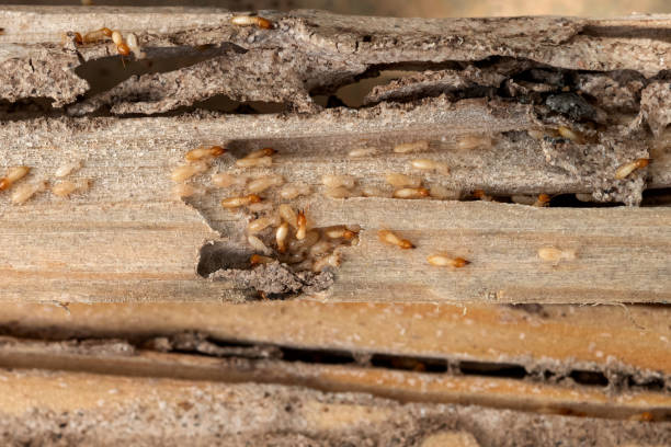 Best Best Pest Control Companies  in Hendron, KY